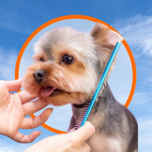 ikona grooming salona