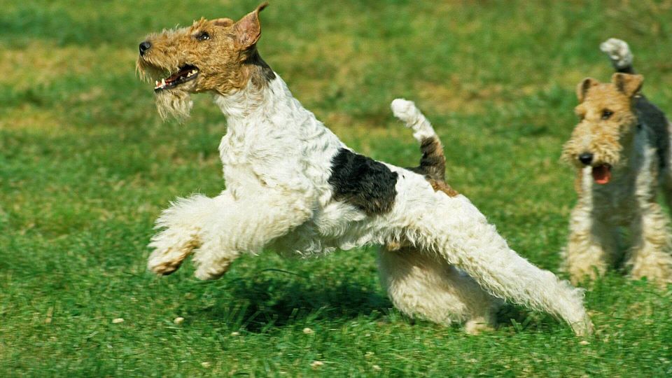 Dizajn bez naslova – kopija 2