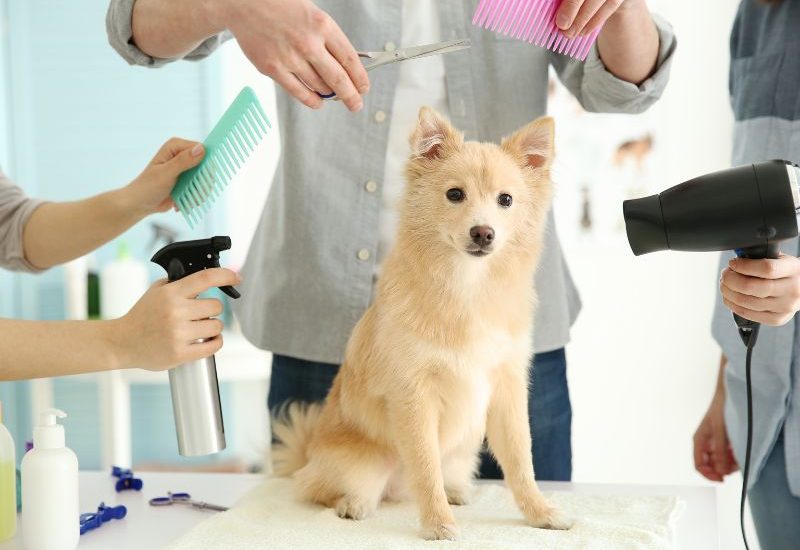 Pas u grooming salonu